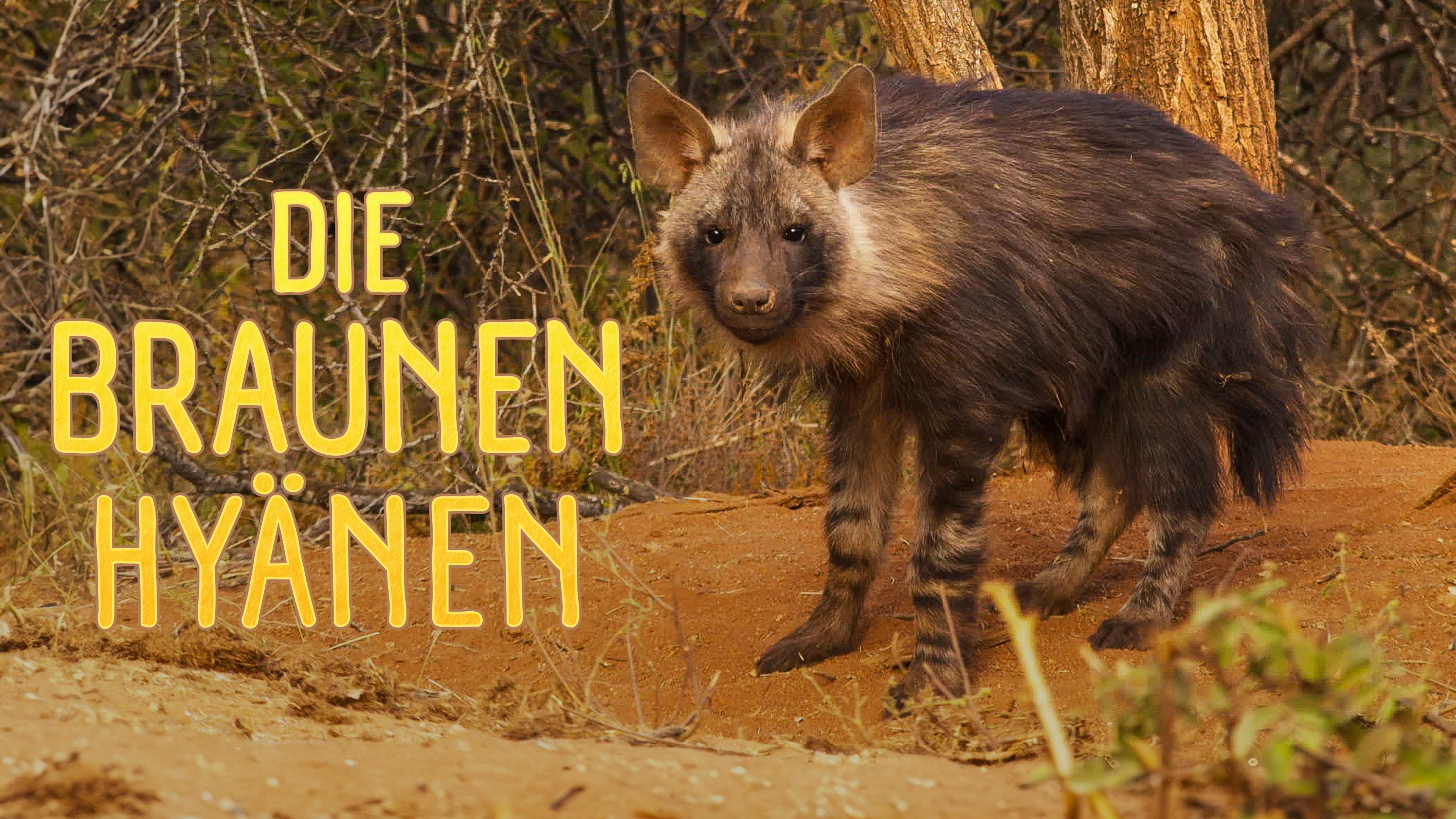 Die braunen Hyänen