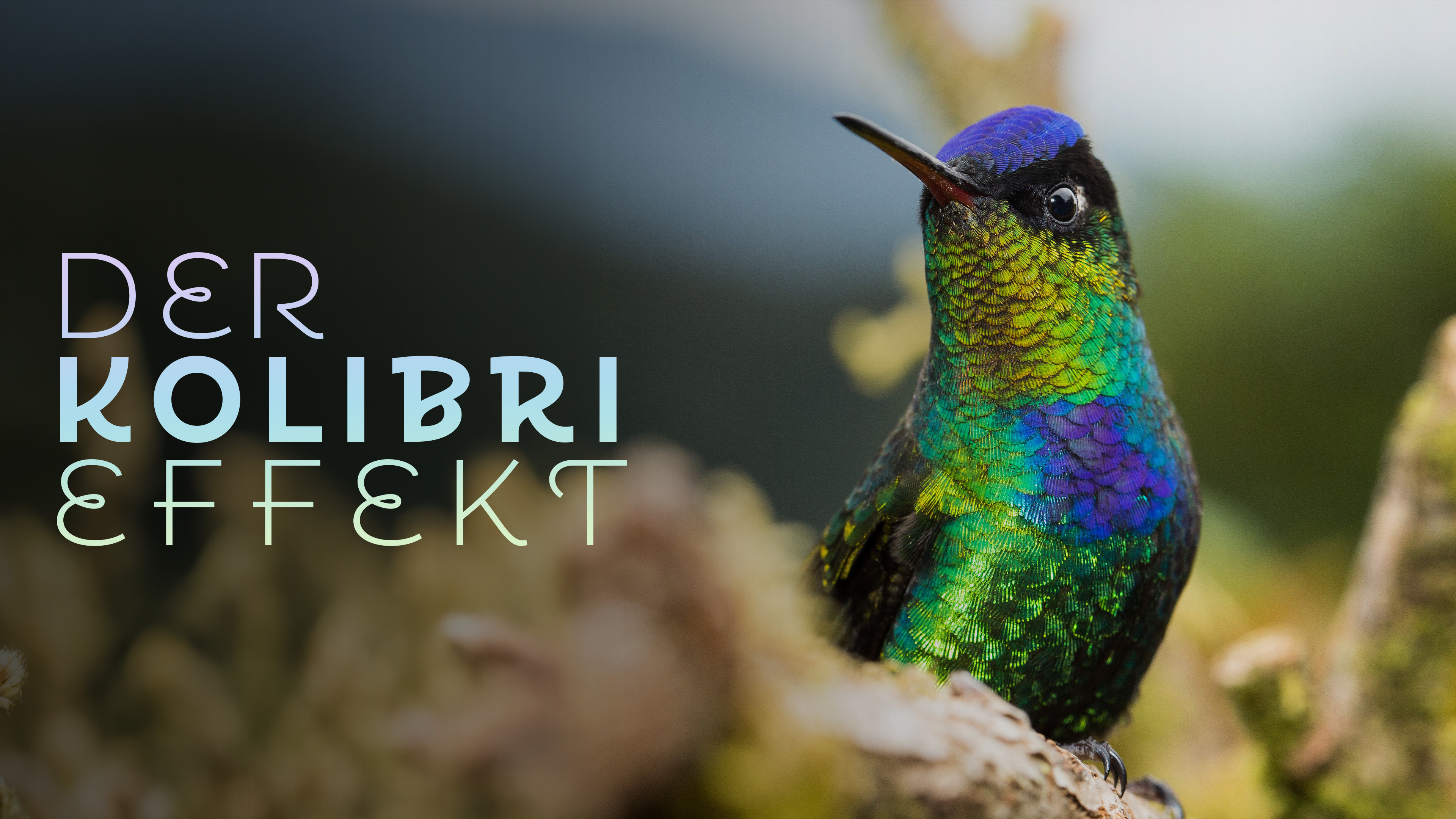 Der Kolibri-Effekt