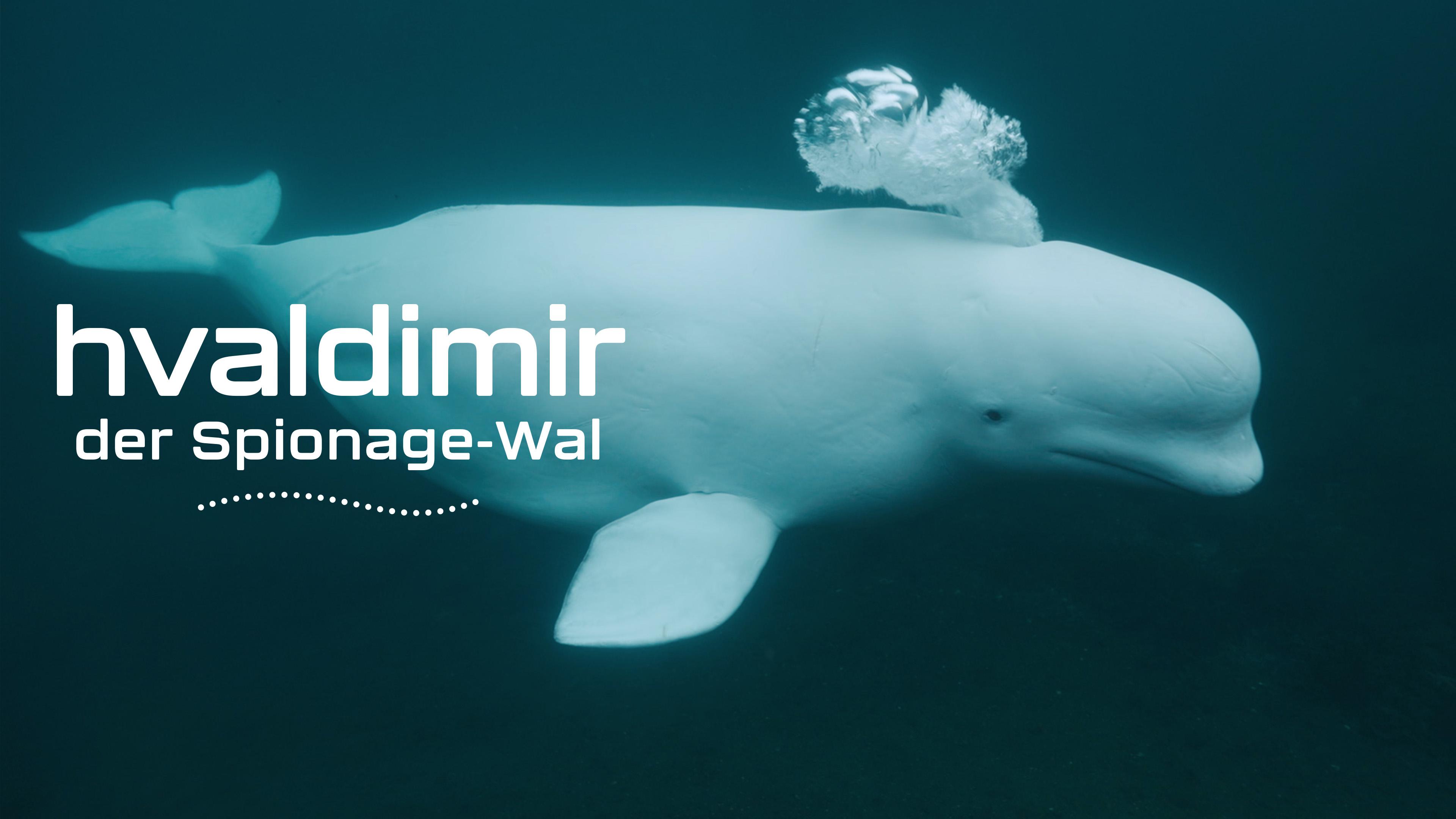 Hvaldimir - der Spionage-Wal