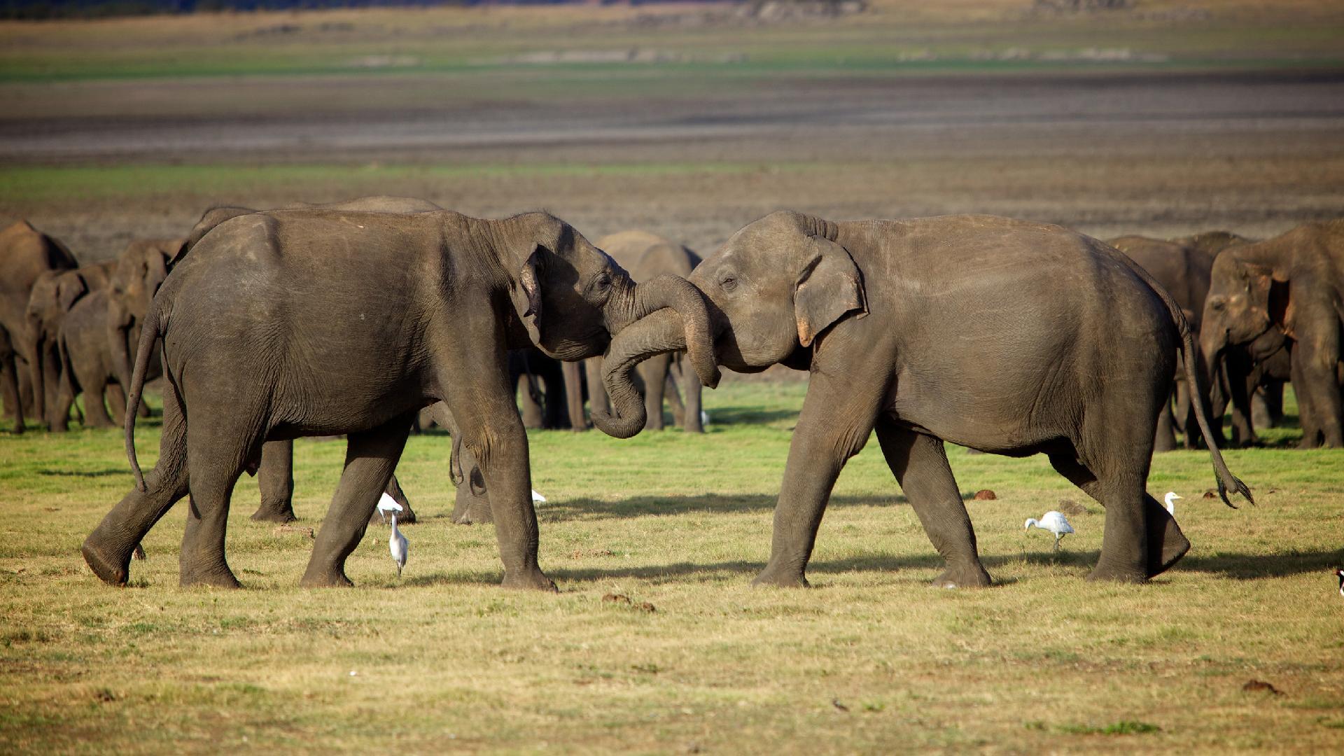 Wildes Sri Lanka
