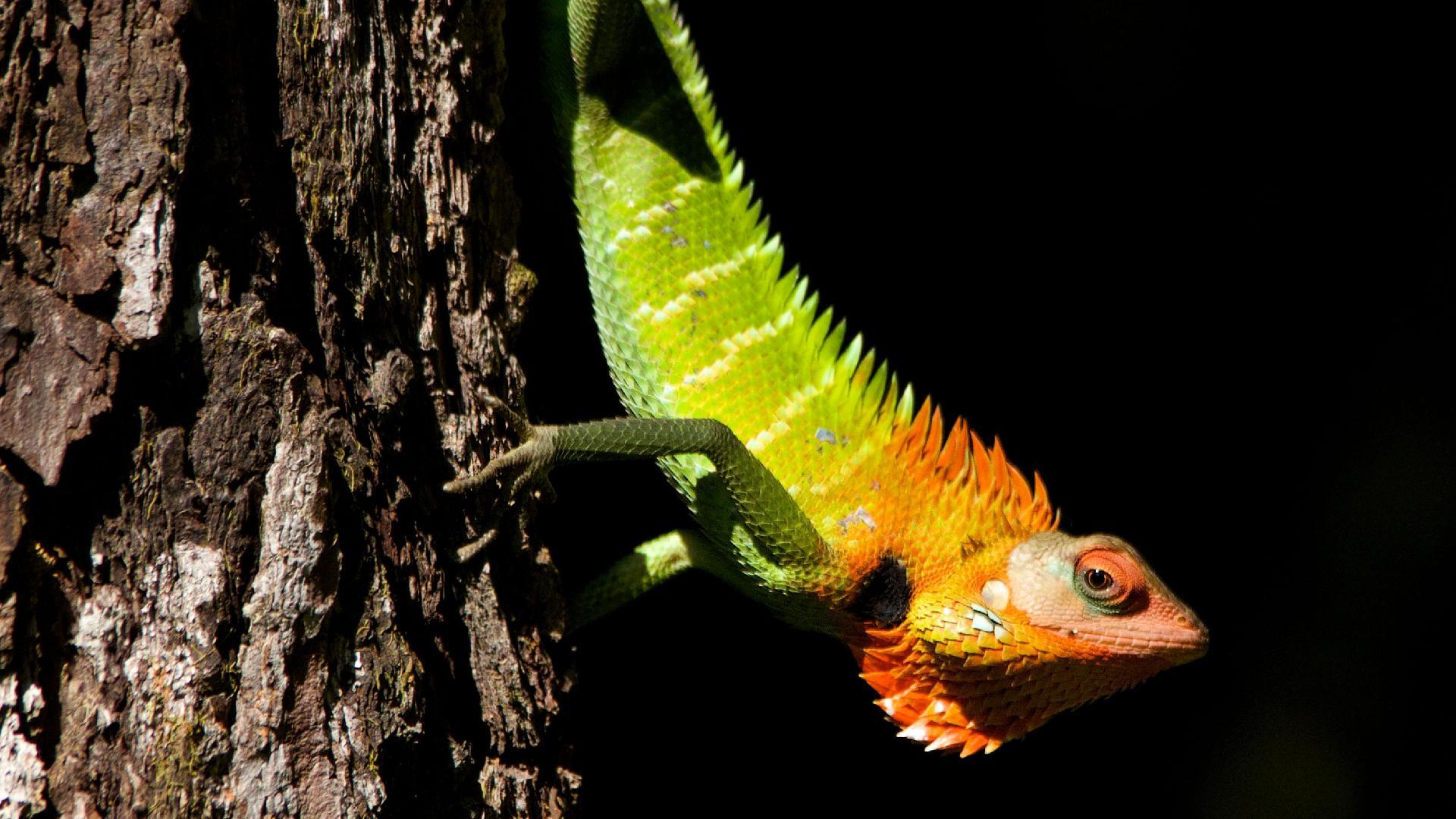 Wildes Sri Lanka