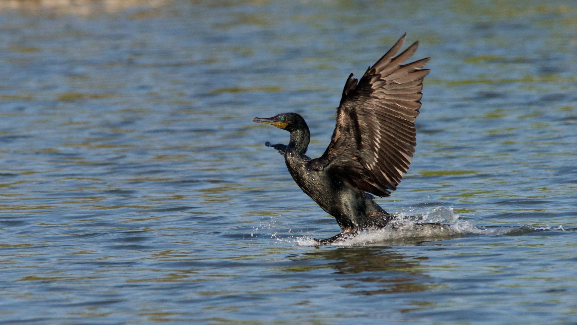 Wildes Sri Lanka