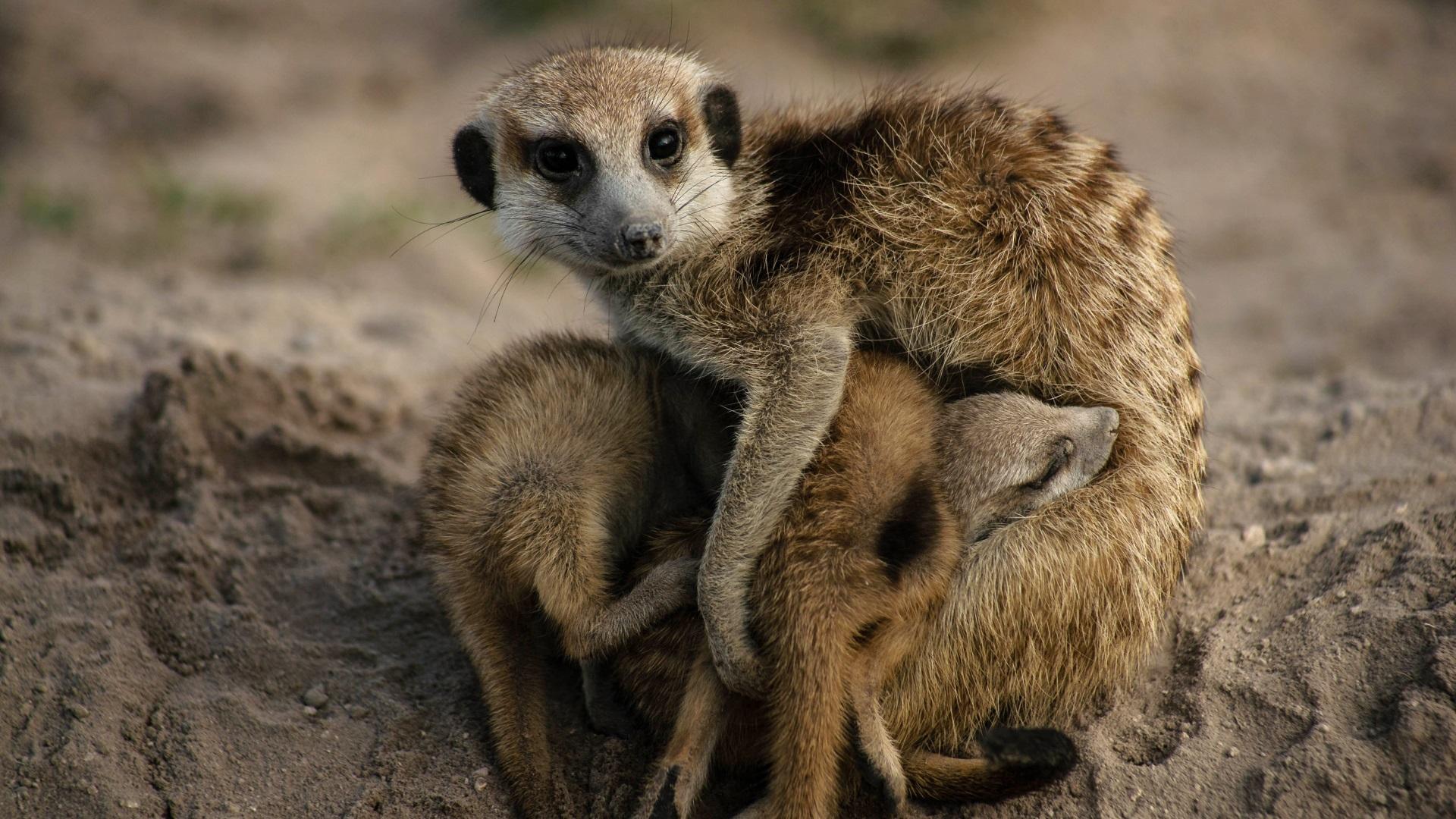 Haus der Erdmännchen - Eine Familiensaga
