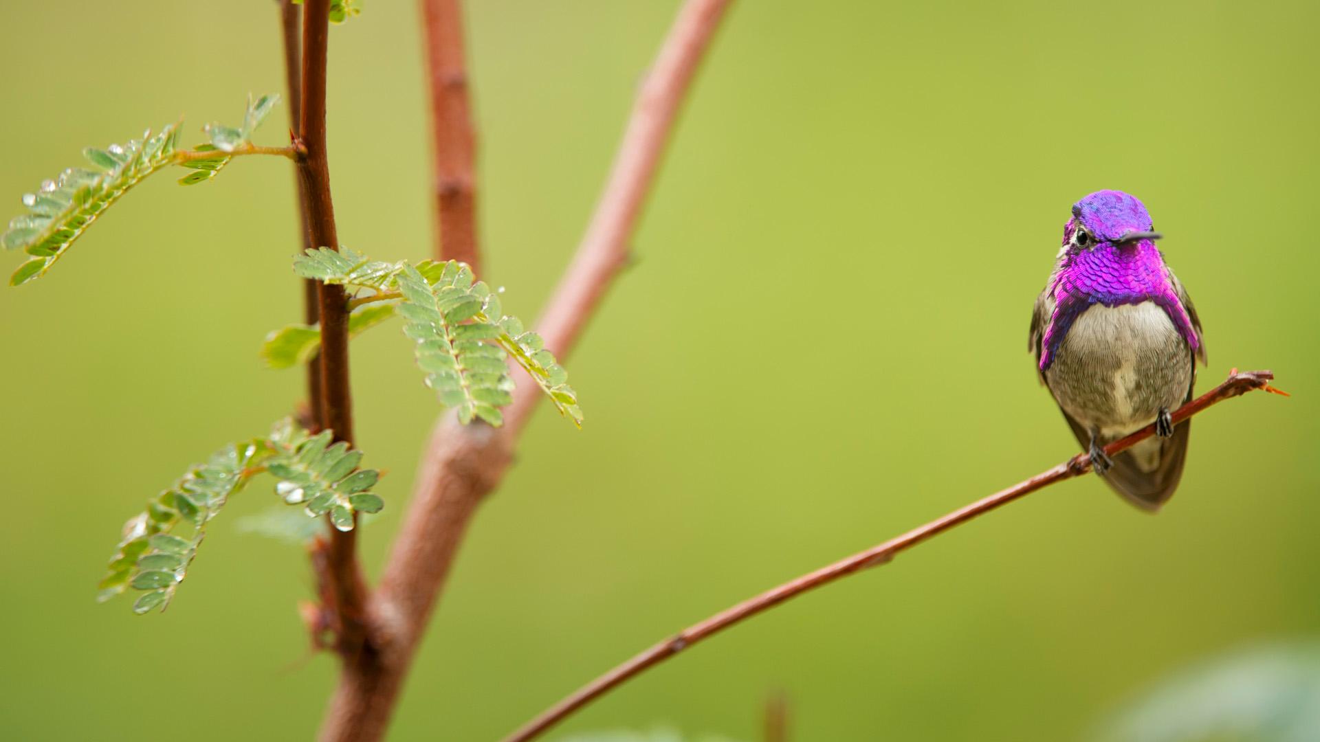 Das Leben in Farbe mit David Attenborough