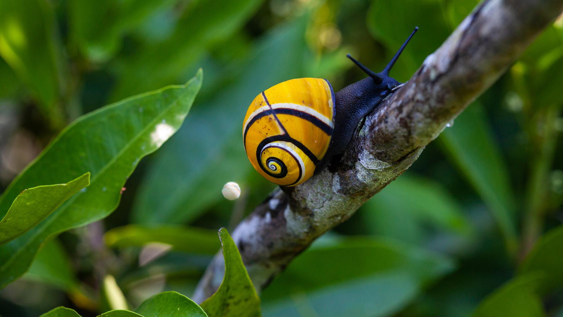 Das Leben in Farbe mit David Attenborough