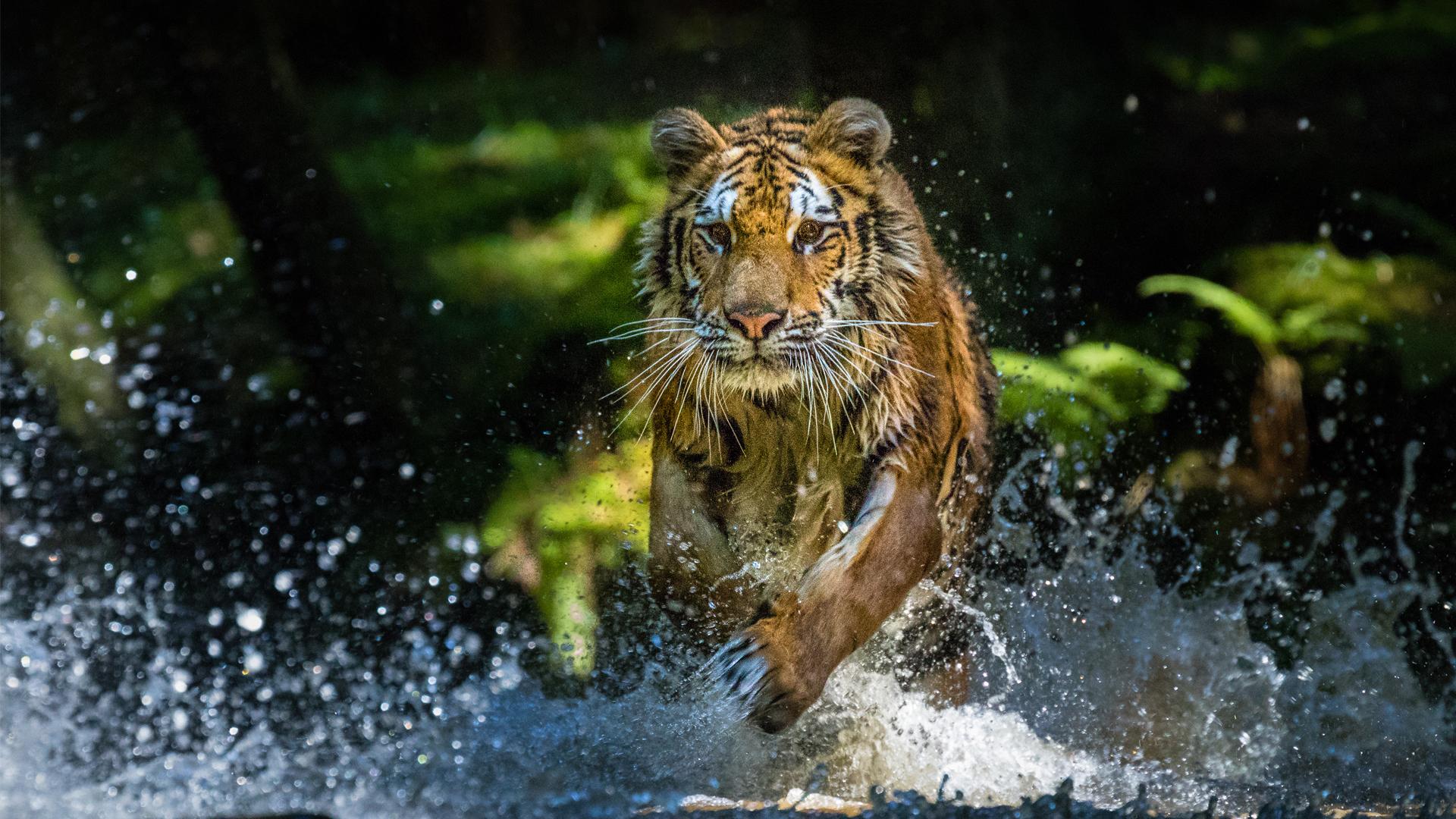 Schauplatz Wildnis - Kämpfe im Tierreich