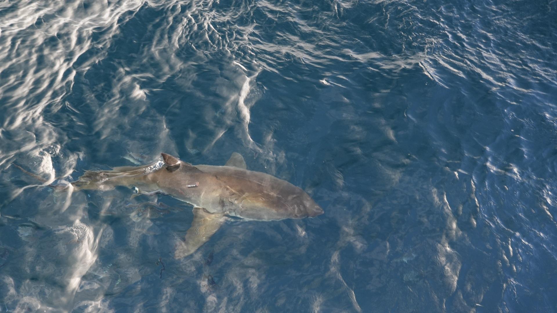 Giganten