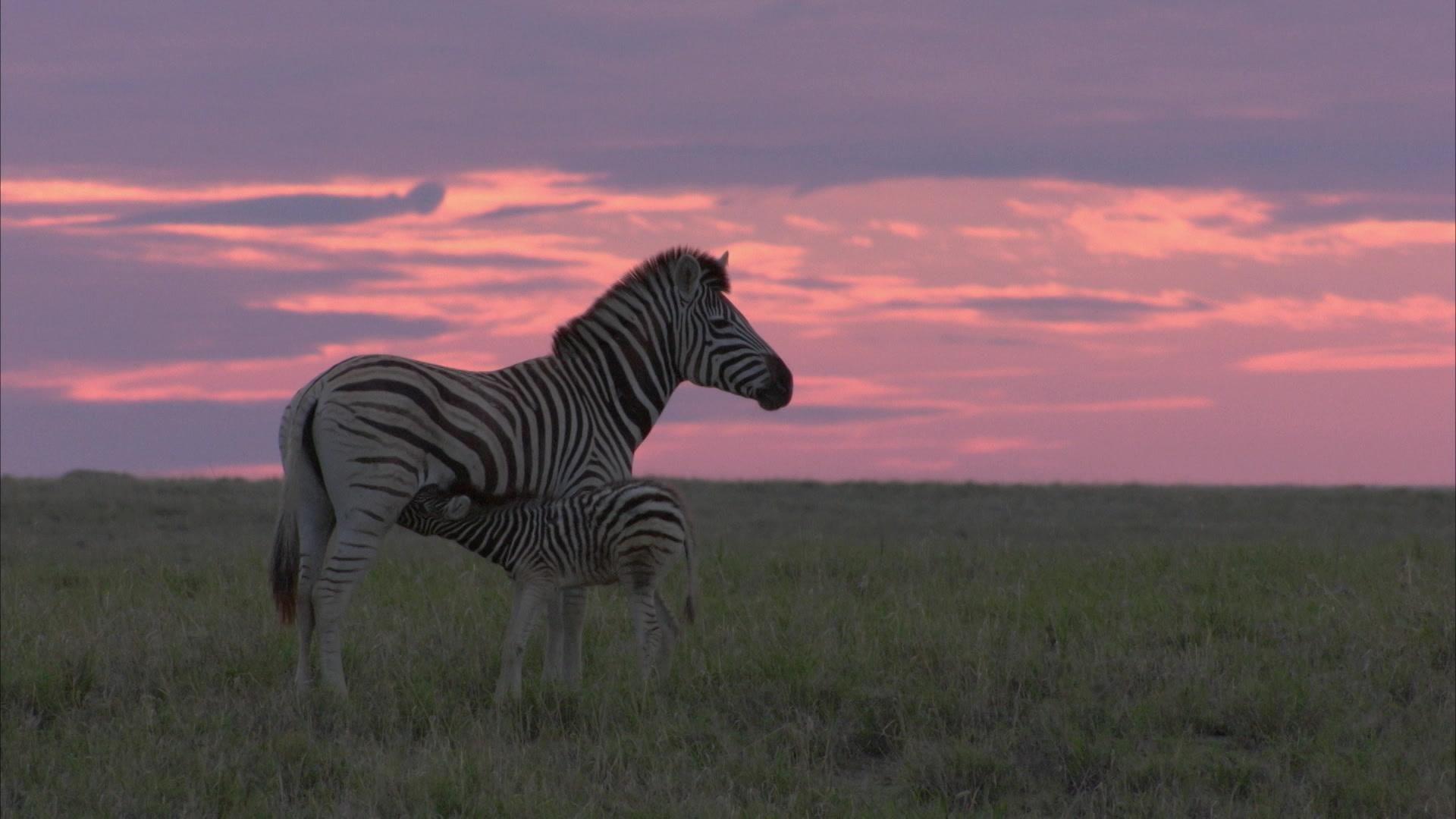 Streifzug des Zebras