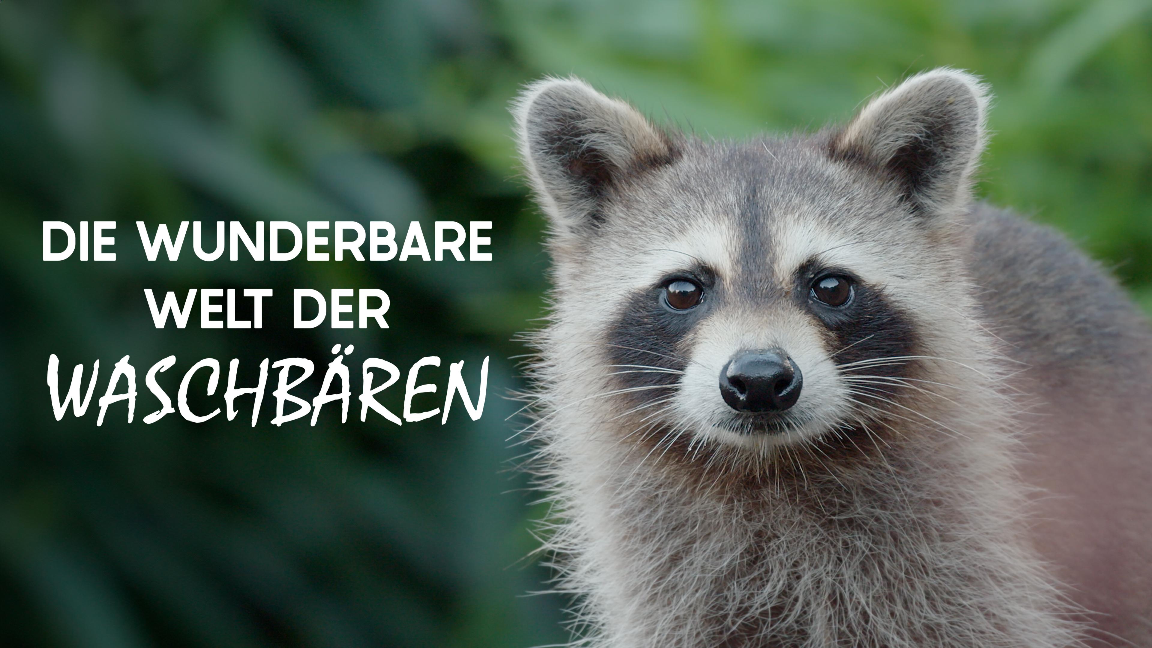 Die wunderbare Welt der Waschbären